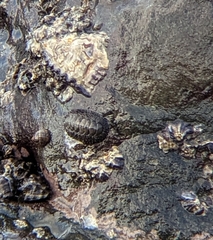 Acanthopleura gemmata