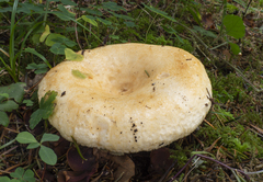 Lactarius intermedius