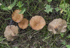Lactarius lacunarum
