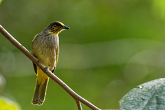 Pycnonotus finlaysoni