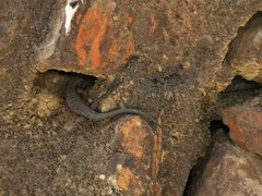 Ninurta coeruleopunctatus