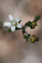 Wahlenbergia tenella