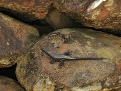 Ninurta coeruleopunctatus