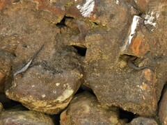 Ninurta coeruleopunctatus