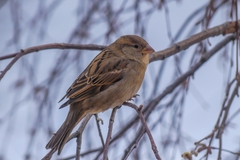 Passer domesticus
