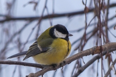 Parus major
