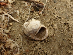 Amphibola crenata