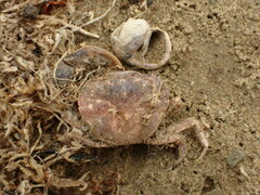 Hemigrapsus crenulatus