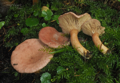 Lactarius lilacinus