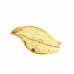 Physcomitrium sphaericum