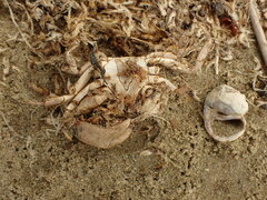 Hemigrapsus crenulatus