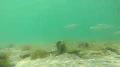 Aldrichetta forsteri