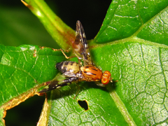 Tephritidae