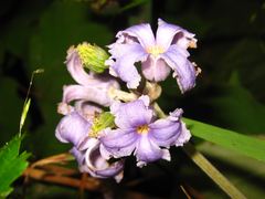 Clematis heracleifolia