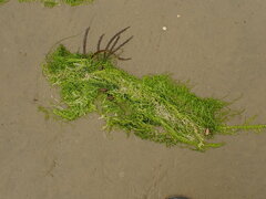 Ulva