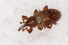 Dorytomus tortrix