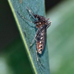 Culex annulirostris