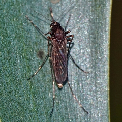Culex annulirostris