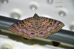 Speiredonia spectans