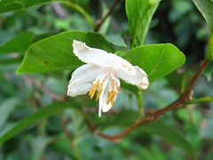 Styrax japonicus