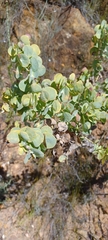 Rafnia amplexicaulis