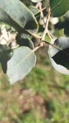 Quercus rotundifolia