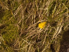 Narcissus bulbocodium