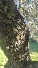 Quercus rotundifolia