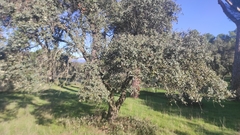 Quercus rotundifolia