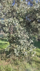 Quercus rotundifolia