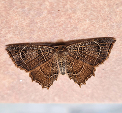 Epiplema reticulata