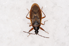 Gastrodes abietum