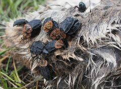 Oiceoptoma thoracicum