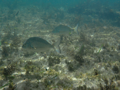 Acanthopagrus australis