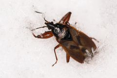Gastrodes abietum