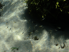 Atypichthys strigatus