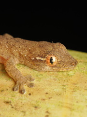 Lepidodactylus