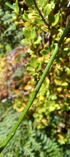 Image of Psoralea fleta by (c) Danie Palm, some rights reserved (CC BY)
