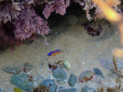 Mecaenichthys immaculatus