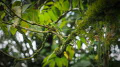 Bronchocela