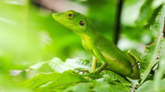 Bronchocela
