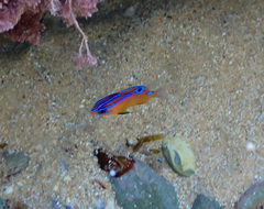 Mecaenichthys immaculatus