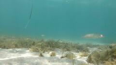 Sillaginodes punctatus