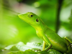 Bronchocela