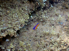 Mecaenichthys immaculatus