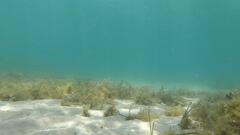 Platycephalus laevigatus