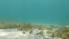 Platycephalus laevigatus