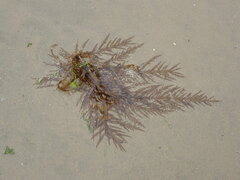 Desmarestia ligulata