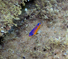 Mecaenichthys immaculatus
