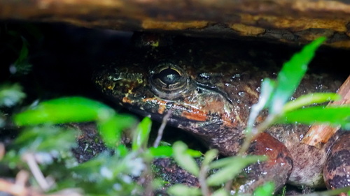 Limnonectes grunniens